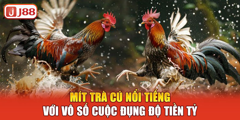 mit-tra-cu-noi-tieng-voi-vo-so-cuoc-dung-do-tien-ty